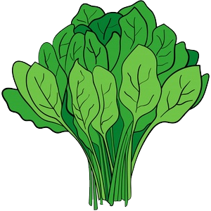 Spinach PNG-79124